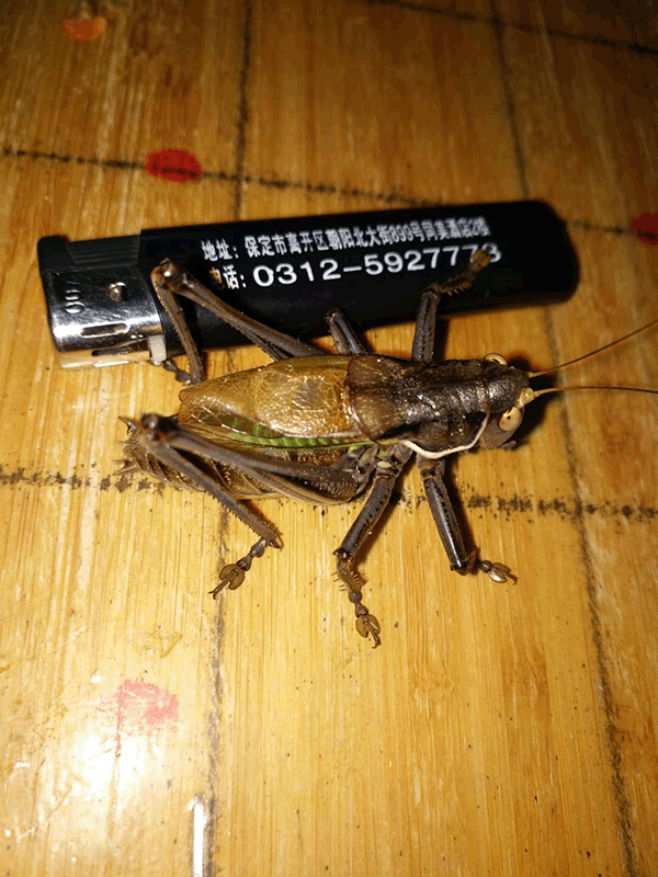 3 蝈蝈